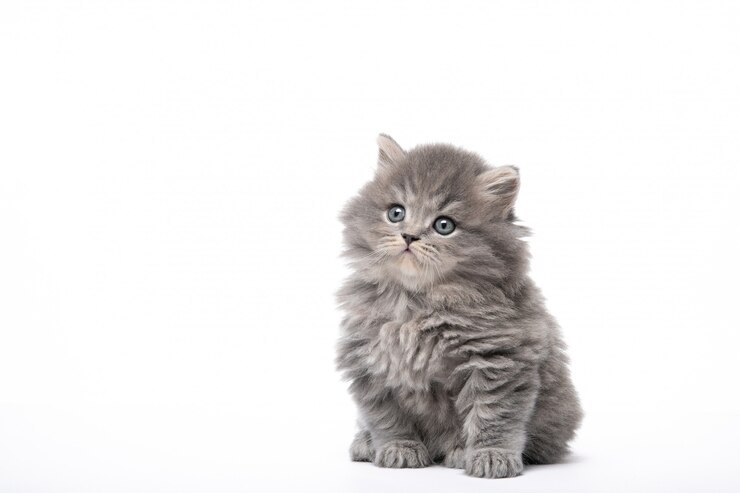 Photo beau chaton est assis sur un mur blanc en vase clos