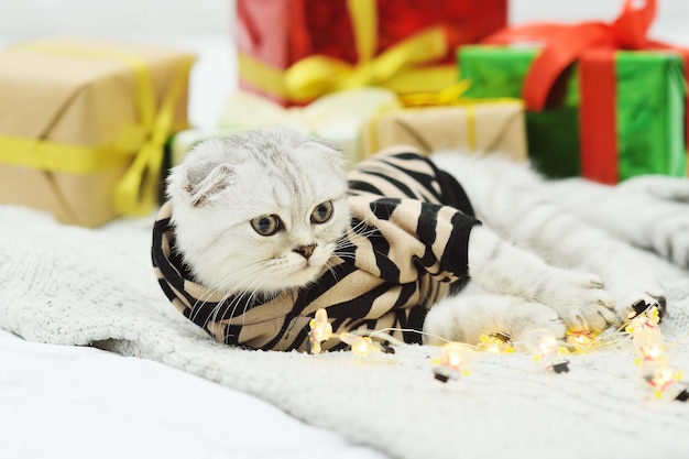 Un beau chaton gris avec un pli écossais dans un costume de tigre à rayures sur une couverture tricotée sur fond de cadeaux, de jouets pour arbres de Noël et de lumières de Noël. Année du Tigre