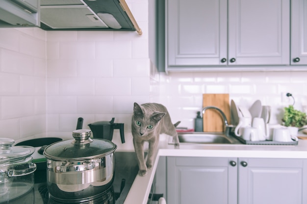 Beau chaton jouant sur la cuisine