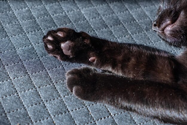 un beau chaton noir domestique dort doucement sur un fond à carreaux gris