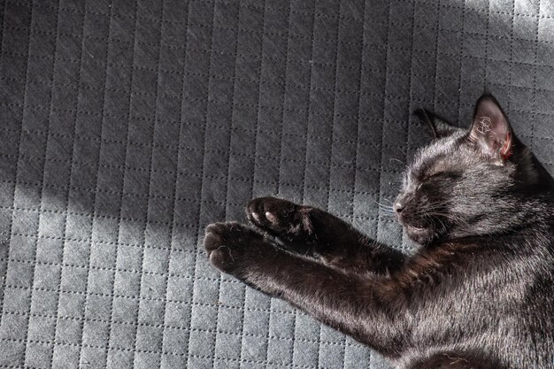 un beau chaton noir domestique dort doucement sur un fond à carreaux gris