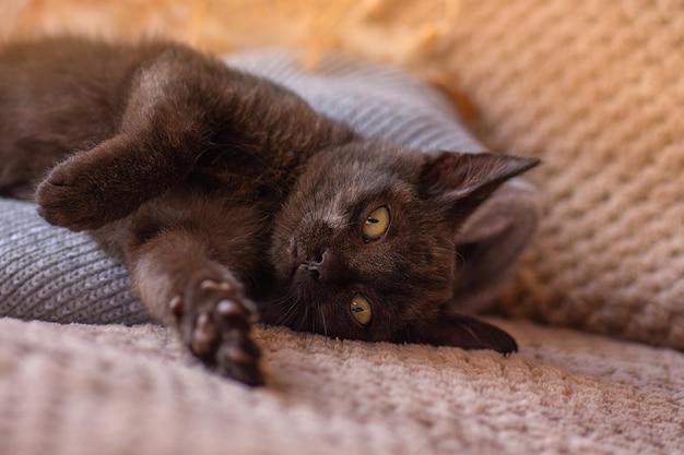 Beau chaton noir moelleux se détendre sur fond tricoté gris doux Chat mignon sur pull en laine douce sur canapé