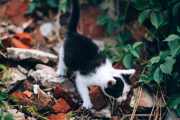 beau chaton en plein air