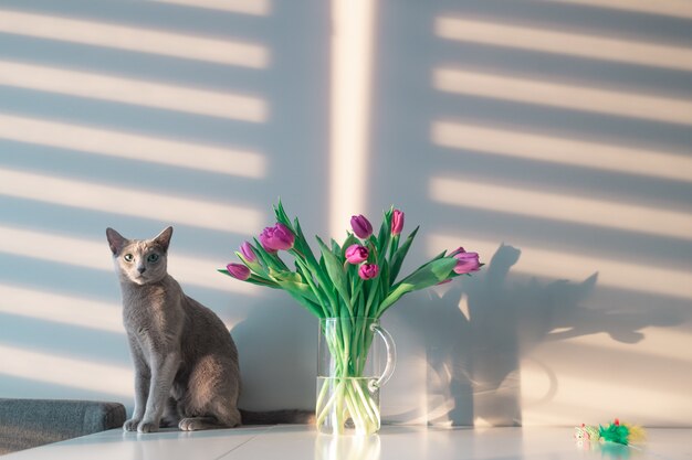 Beau chaton posant avec des fleurs sur fond gris