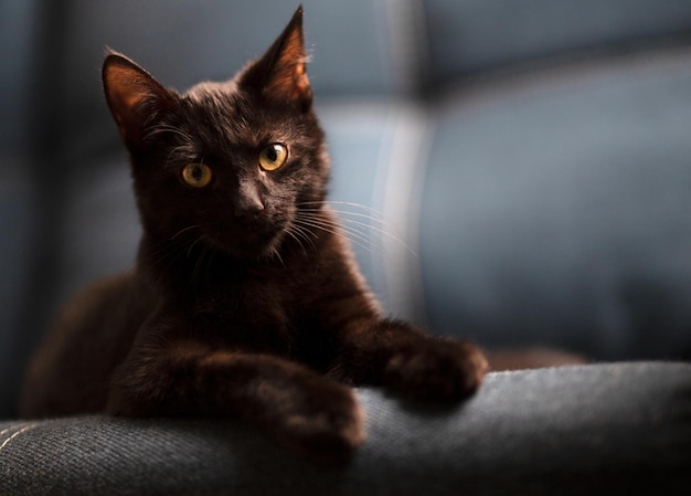 Un beau chaton sérieux domestique aux yeux jaunes se trouve et joue sur le canapé en denim gris avec espace pour copie
