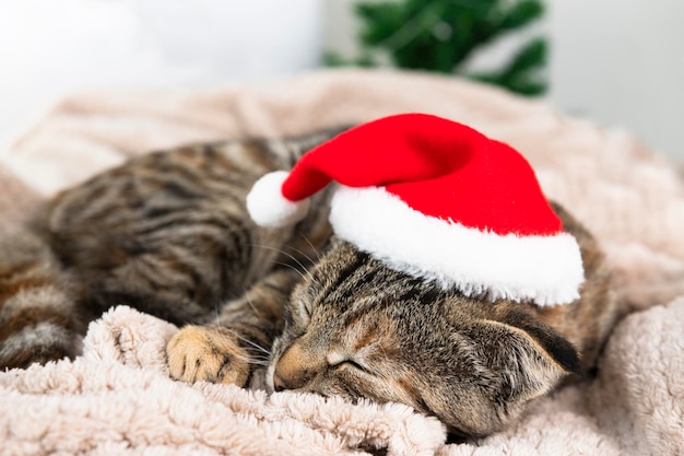 Beau chaton tabby endormi avec un bonnet de Noel rouge à l'intérieur de la chambre avec Noël