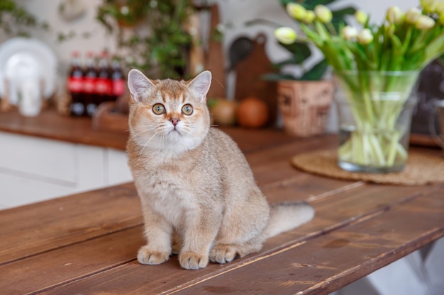 Beau chaton sur la table