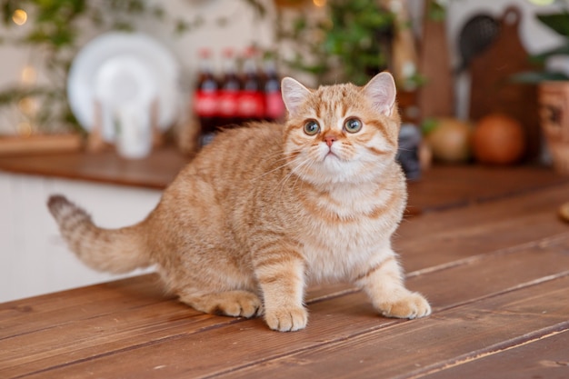 Beau chaton sur la table