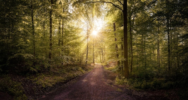 Beau chemin dans la forêt avec des rayons de soleil