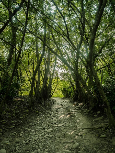 Beau chemin forestier avec un soleil brillant qui brille à travers les arbres