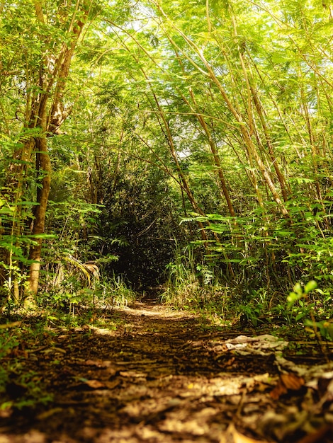 Beau chemin forestier tropical avec des arbres dans la réserve naturelle de puerto rico Humacao.
