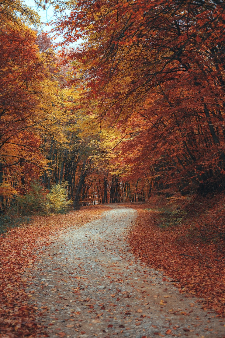 Photo beau chemin de montagne de forêt d'automne