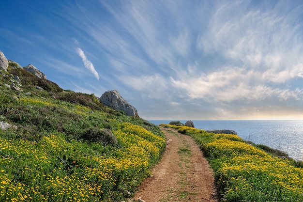 Beau chemin de terre à travers les fleurs le long de la mer méditerranée à Chypre