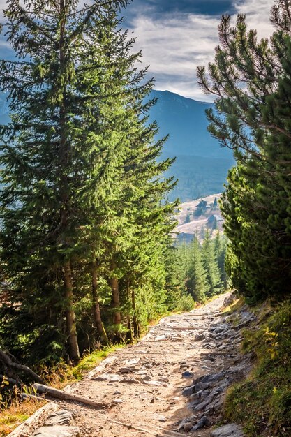 Beau chemin vers la vallée de montagne en automne Tatras