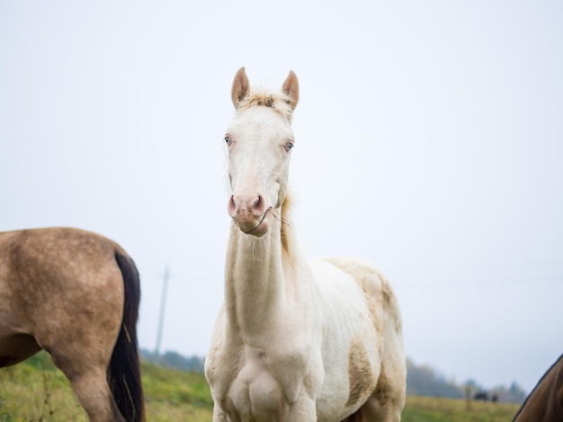 Un beau cheval albinos blanc broute dans un pâturage dans la brume matinale un cheval albinos mange de l'herbe