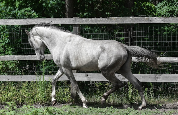 Beau cheval arabe exhibe