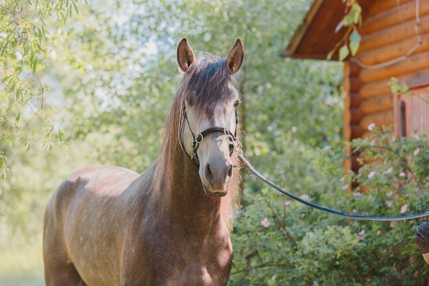 Beau cheval en arrière-plan d'été