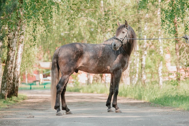 Beau cheval en arrière-plan d'été