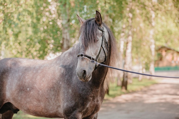 Beau cheval en arrière-plan d'été