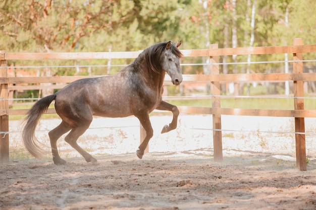 Beau cheval en arrière-plan d'été