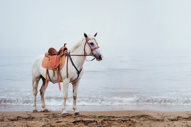 Beau cheval blanc au bord de la mer dans le brouillard.