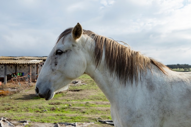 Beau cheval blanc dans la campagne