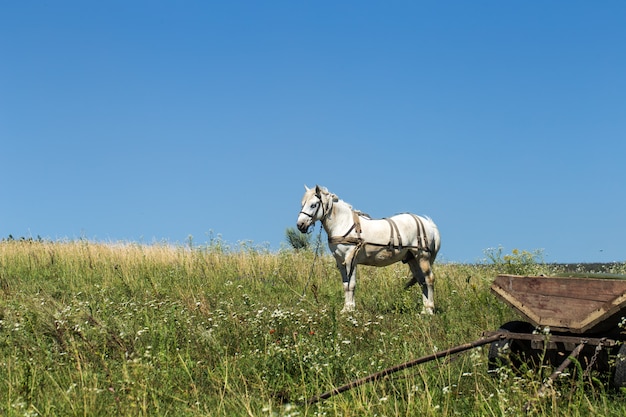 beau cheval blanc dans un champ près de