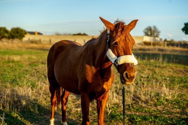 Beau Cheval Brun Dans Le Domaine Pendant La Journée