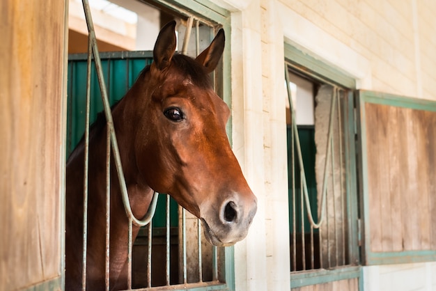 Beau cheval brun avec une équipe au ranch.