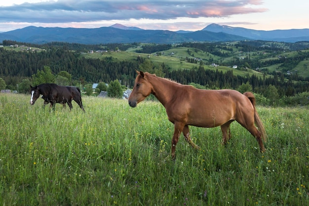 Beau cheval brun sur fond de paysage de montagne par temps nuageux Les chevaux paissent dans les montagnes des Carpates