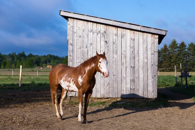 Photo beau cheval brun avec des marques de sabino debout à côté de l'abri dans l'enceinte pendant un matin ensoleillé