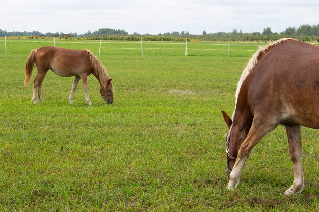 Beau cheval brun paissant dans le pré à la ferme. Cheval sur une herbe verte.