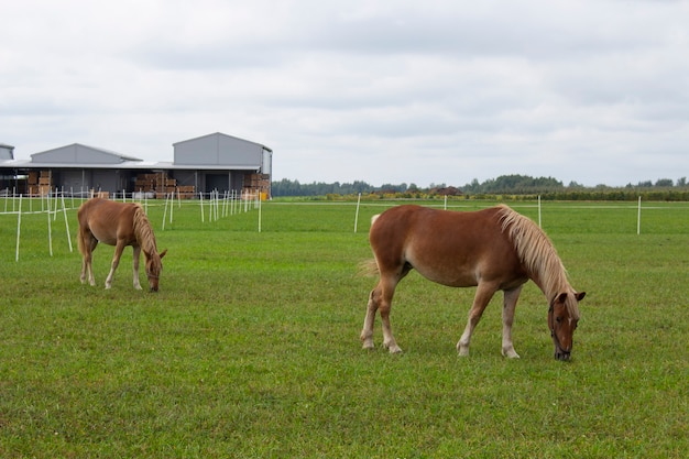 Beau cheval brun paissant dans le pré à la ferme.