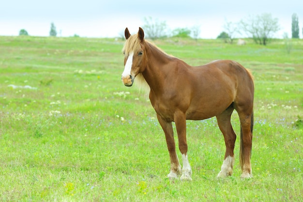 Beau cheval brun paissant sur prairie