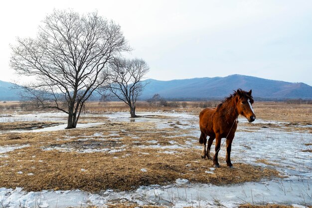 Beau cheval brun se dresse sur le terrain Photo de haute qualité