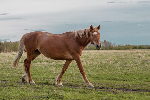 Photo un beau cheval brun traverse le pâturage, tourne le museau et regarde la caméra.