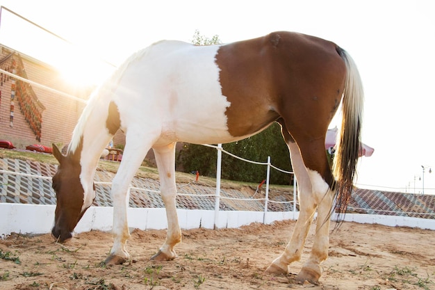 Beau cheval coloré mangeant du sol dans la ferme équestre