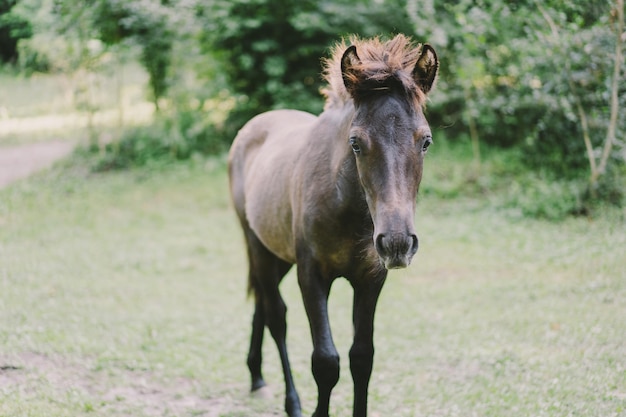 Beau cheval courant et debout dans les hautes herbes Portrait d'un cheval