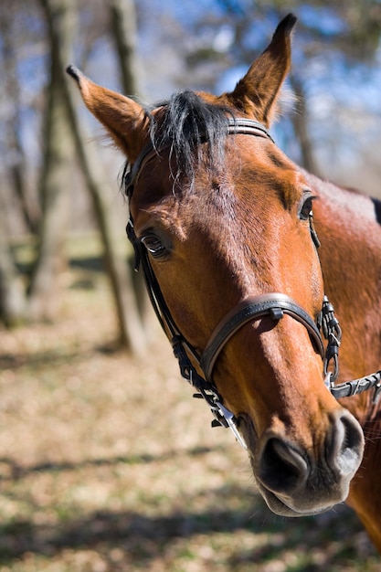 Beau cheval de course