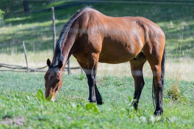 Beau cheval dans la forêt nationale de Lincoln