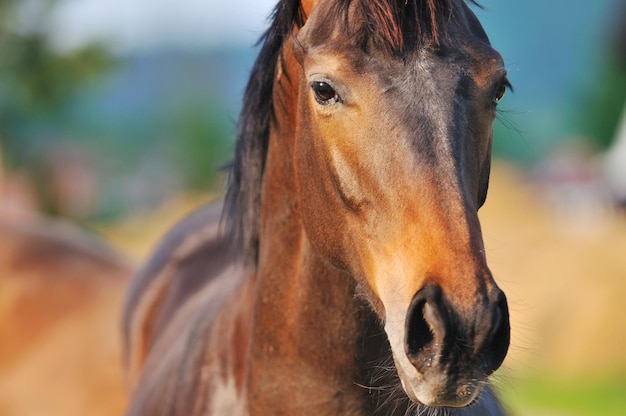 beau cheval dans la nature courir et avoir des relations familiales