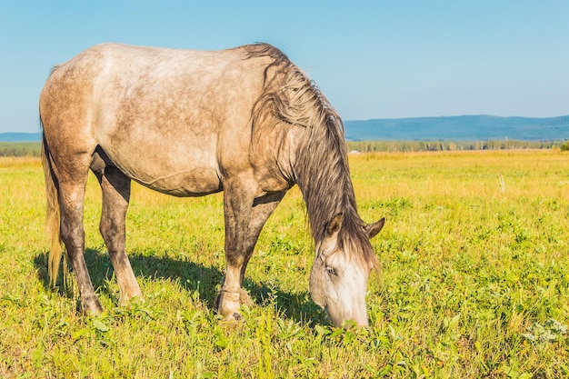 Beau cheval gris broutant dans le champ d'été