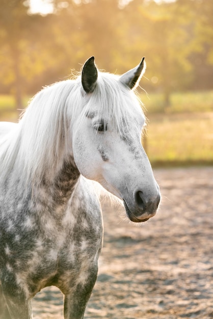 Beau cheval gris du Connemara couvert de lumière du coucher du soleil avec du jaune