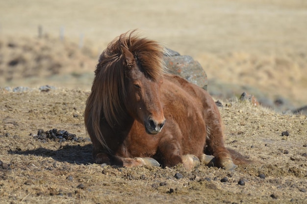 Beau cheval islandais au repos portant dans un champ.