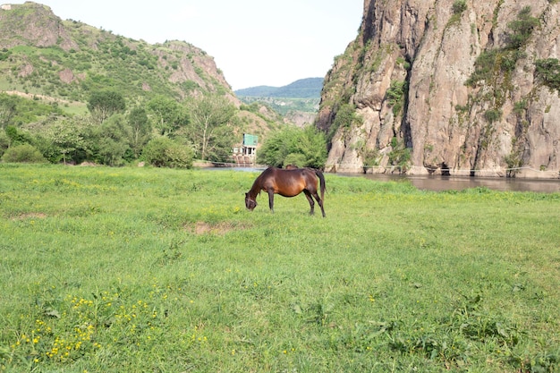 Un beau cheval mange de l'herbe dans le champ.