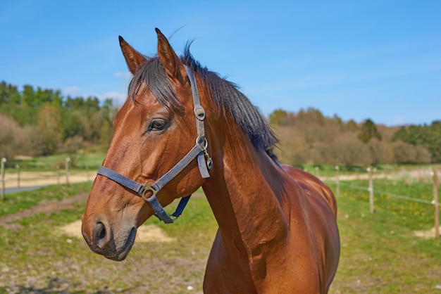 Beau cheval merveille de la nature Un téléobjectif un beau cheval brun