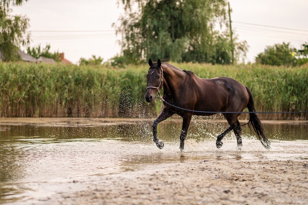 Beau cheval noir bien soigné pour une promenade au bord du lac, Un cheval court sur l'eau, Force et Beauté