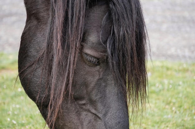 Beau cheval noir dans le pré