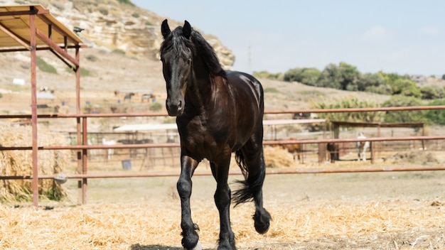 Beau cheval noir gracieux dans une ferme de Chypre 2020