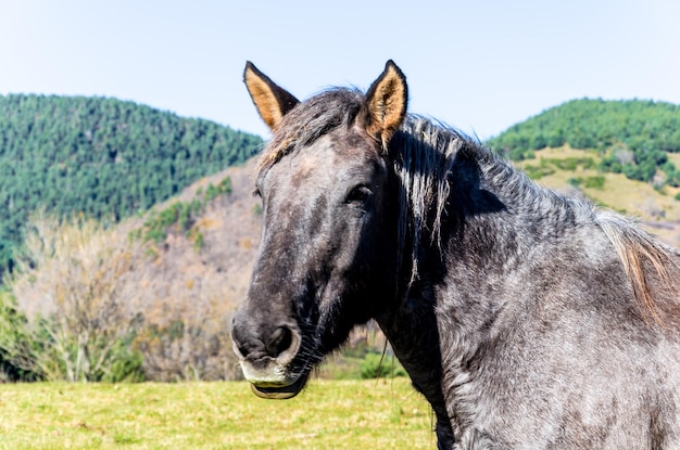 Beau cheval paissant dans les champs verdoyants de Ribes de Freser, Gérone, Espagne